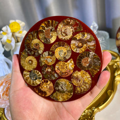 4.3"+ Ammonite Slab 1PC