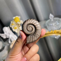 1.8"+ Silver Obsidian Sea Snail 1PC