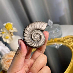 1.8"+ Silver Obsidian Sea Snail 1PC