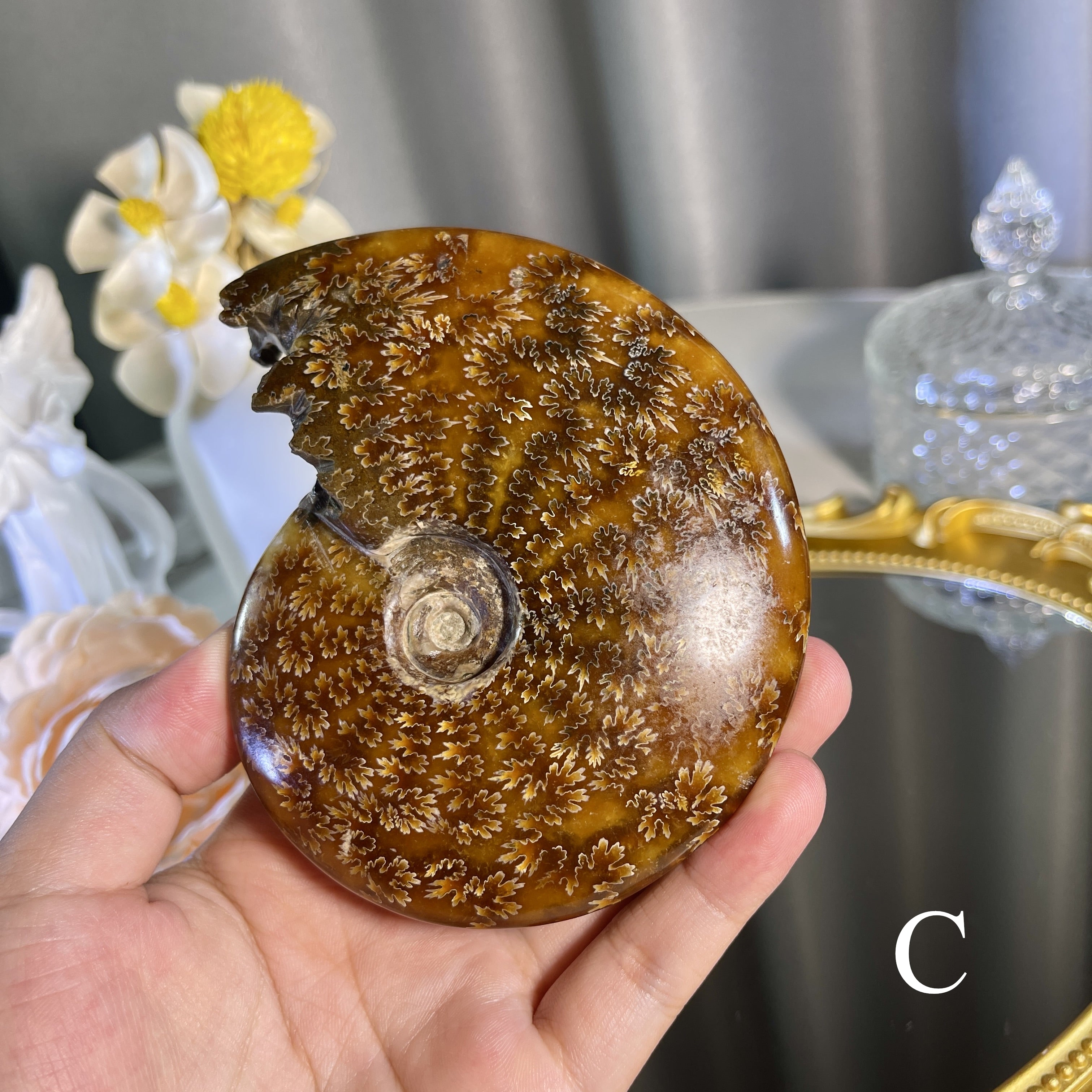 Ammonite fossil 1PC