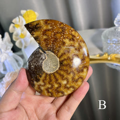 Ammonite fossil 1PC